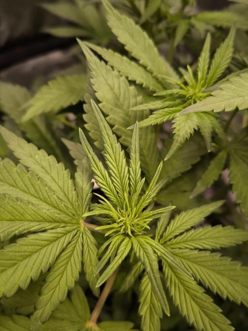 Fast Buds Banana Purple Punch RF3. Week 6