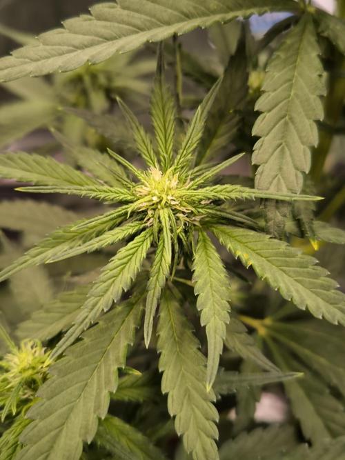 Fast Buds Banana Purple Punch RF3. Week 6