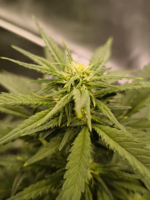 Fast Buds Banana Purple Punch RF3. Week 6