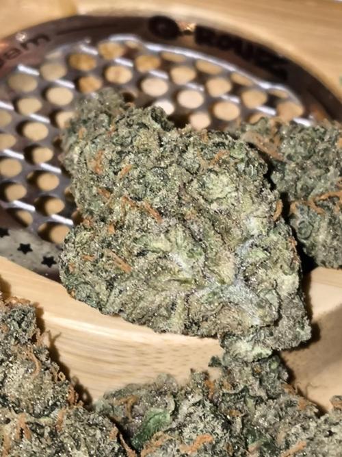 DognabisCup #18 .A. Week 14