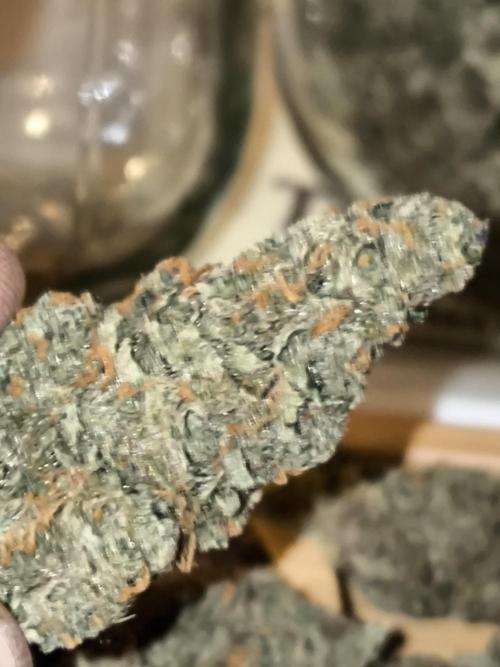 DognabisCup #18 .A. Week 14