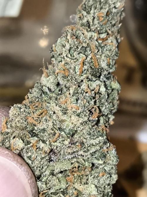 DognabisCup #18 .A. Week 14