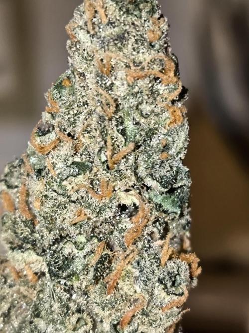 DognabisCup #18 .A. Week 14