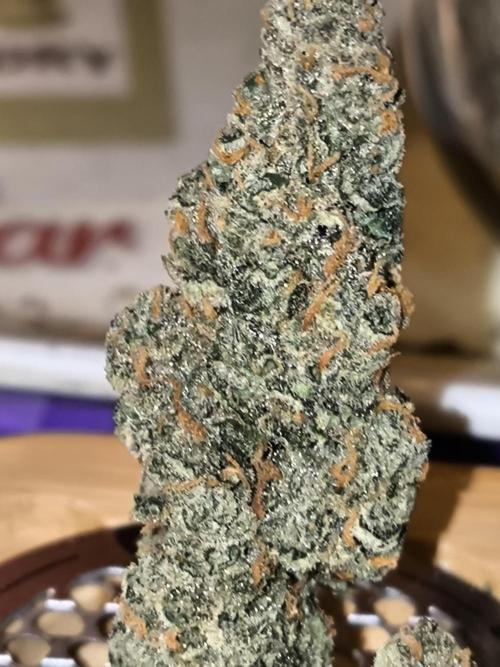 DognabisCup #18 .A. Week 14