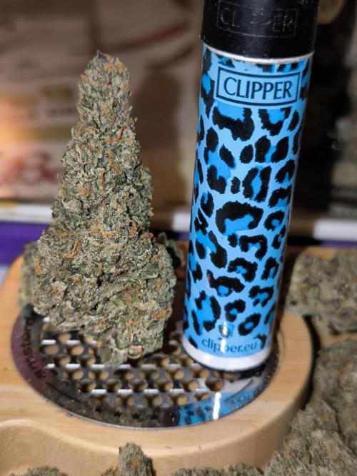 DognabisCup #18 .A. Week 14