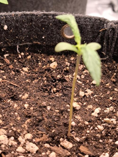 Eternity Grow Cup 2026. Week 2