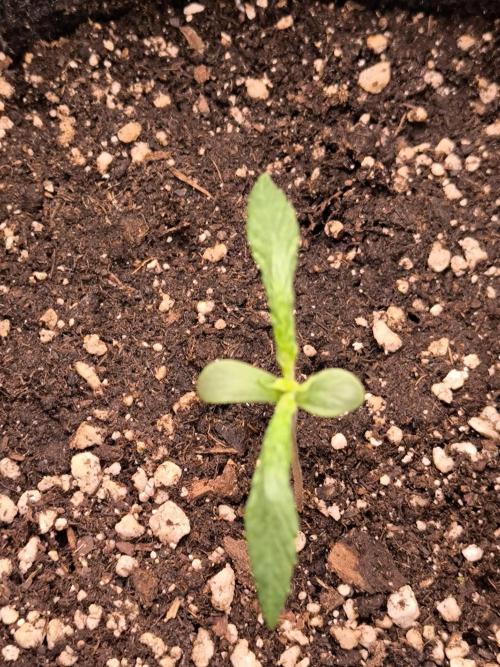 Eternity Grow Cup 2026. Week 2