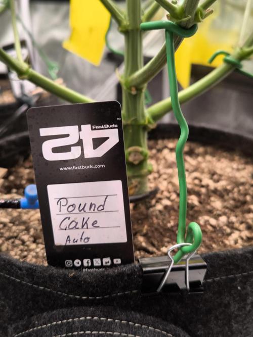 Fast Buds Pound Cake . Week 7