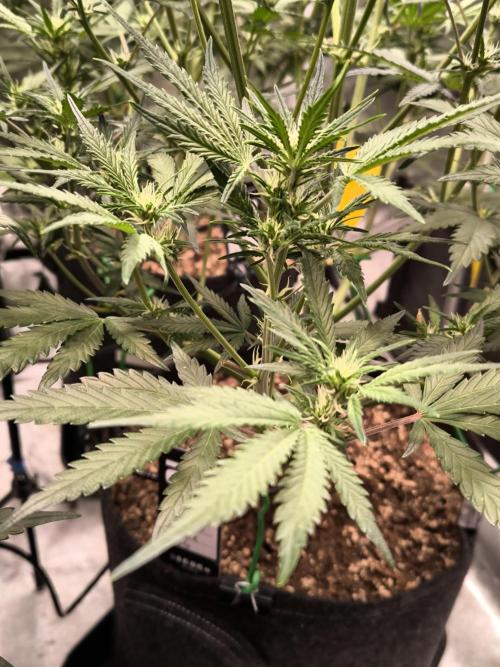 Fast Buds Pound Cake . Week 7