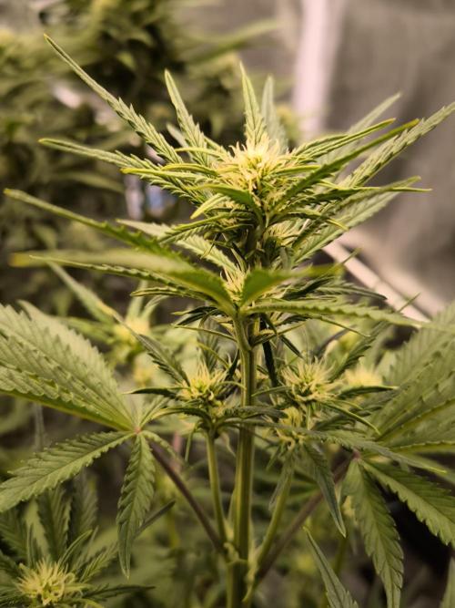 Fast Buds Pound Cake . Week 7