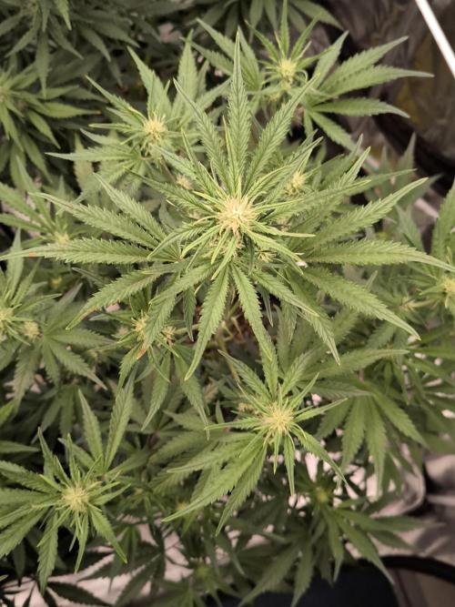 Fast Buds Pound Cake . Week 7