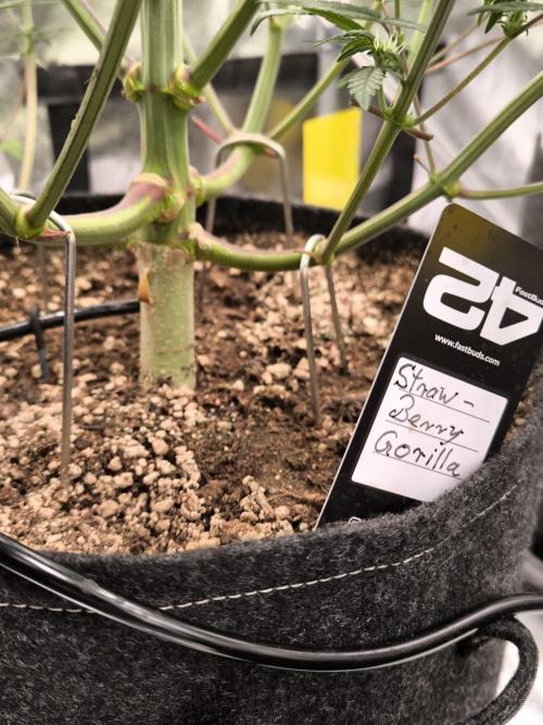 Fast Buds Strawberry Gorilla 🦍. Week 7