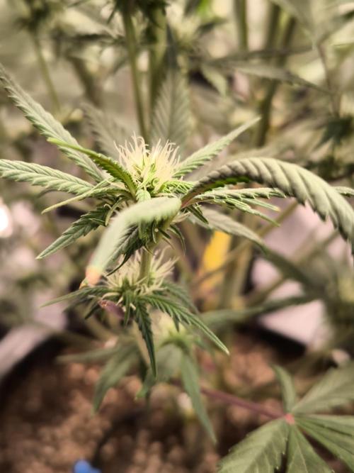 Fast Buds Strawberry Gorilla 🦍. Week 7