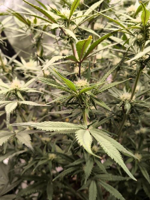 Fast Buds Strawberry Gorilla 🦍. Week 7