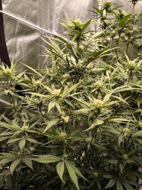 Fast Buds Strawberry Gorilla 🦍. Week 7