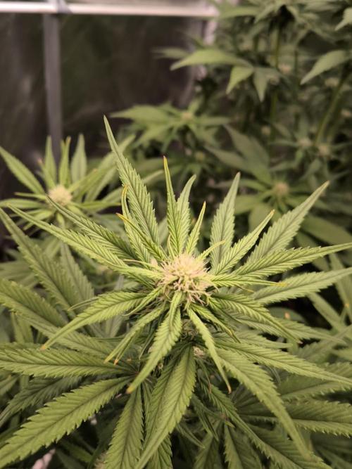 Fast Buds Strawberry Gorilla 🦍. Week 7