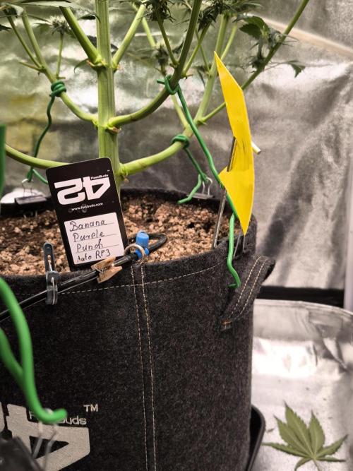 Fast Buds Banana Purple Punch RF3. Week 7