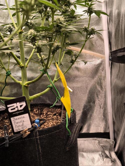 Fast Buds Banana Purple Punch RF3. Week 7