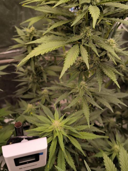 Fast Buds Banana Purple Punch RF3. Week 7