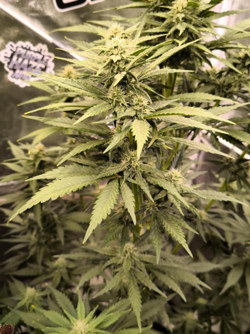 Fast Buds Banana Purple Punch RF3. Week 7
