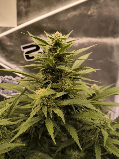 Fast Buds Banana Purple Punch RF3. Week 7