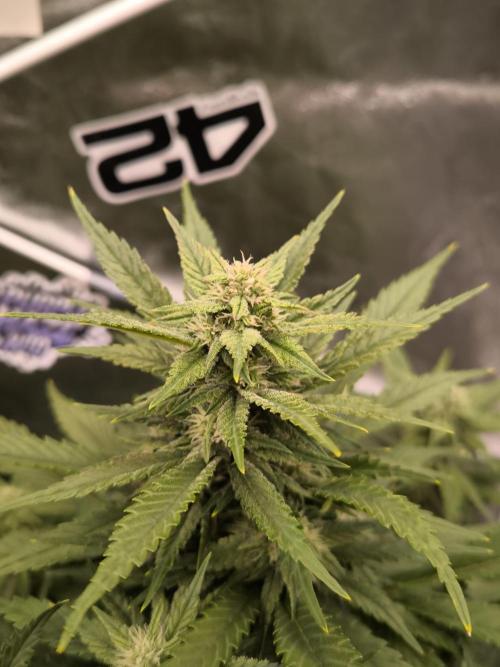 Fast Buds Banana Purple Punch RF3. Week 7