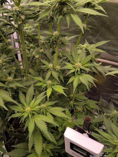 Fast Buds Banana Purple Punch RF3. Week 7