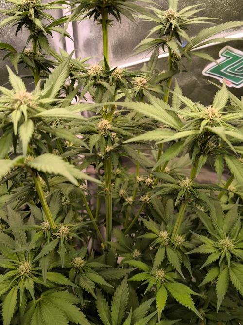 Fast Buds Banana Purple Punch RF3. Week 7