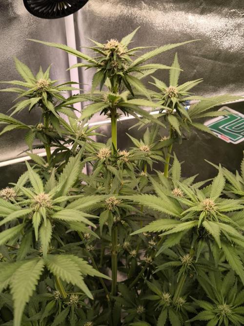 Fast Buds Banana Purple Punch RF3. Week 7