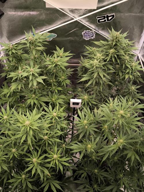 Fast Buds Banana Purple Punch RF3. Week 7