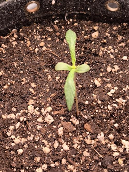 Eternity Grow Cup 2026. Week 3