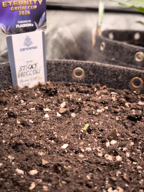 Eternity Grow Cup 2026. Week 1