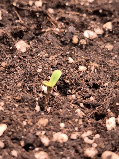 Eternity Grow Cup 2026. Week 1