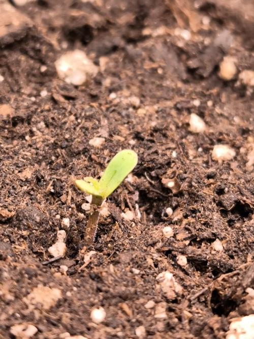 Eternity Grow Cup 2026. Week 1