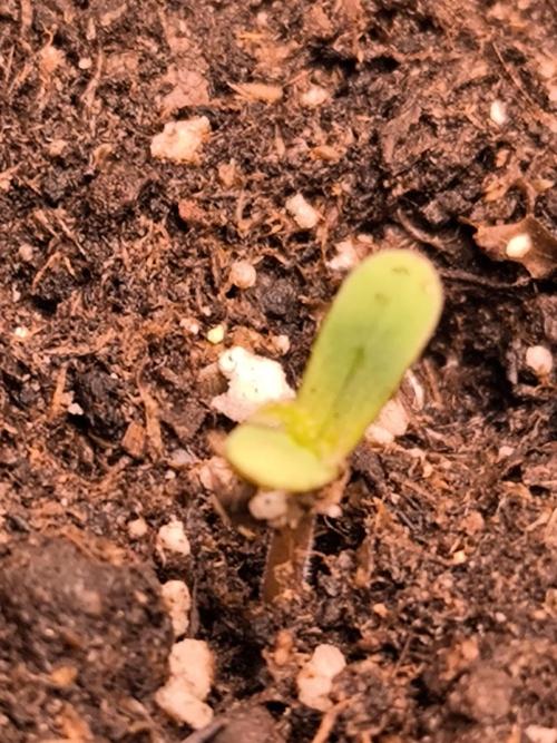 Eternity Grow Cup 2026. Week 1