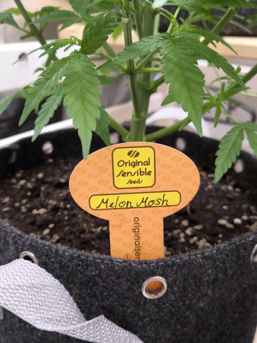 Sensible Part 2. Week 6