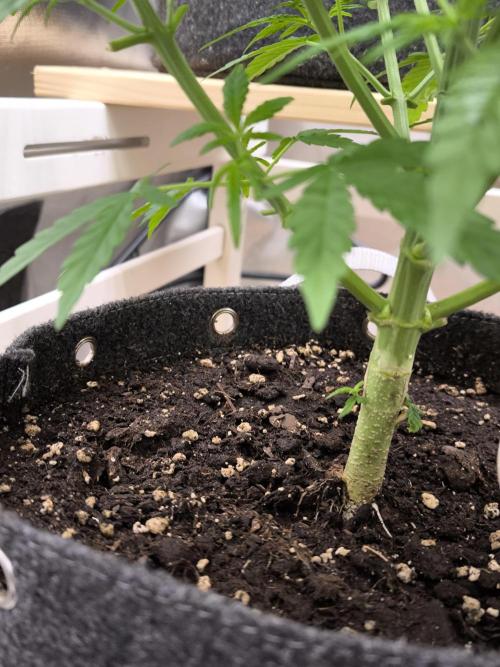 Sensible Part 2. Week 6