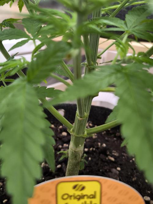 Sensible Part 2. Week 6