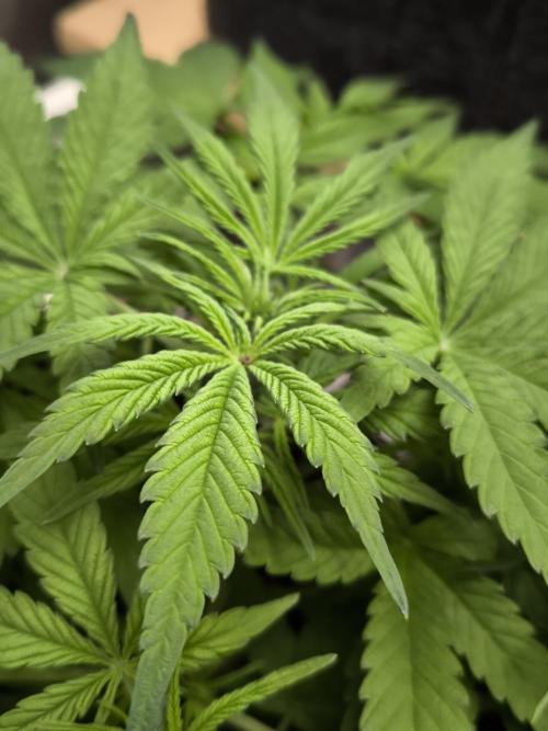 Sensible Part 2. Week 6