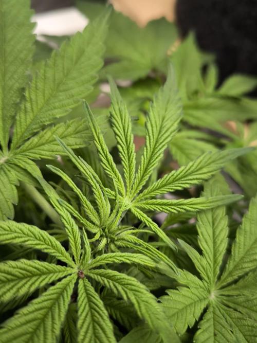 Sensible Part 2. Week 6