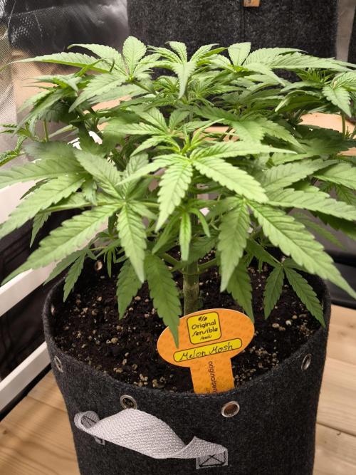 Sensible Part 2. Week 6