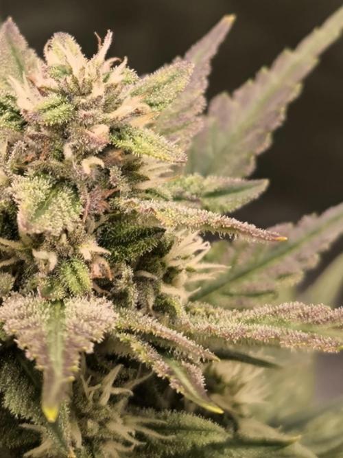 Fast Buds Banana Purple Punch RF3. Week 8