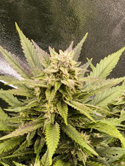 Fast Buds Banana Purple Punch RF3. Week 8