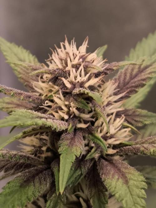 Fast Buds Banana Purple Punch RF3. Week 8