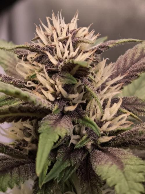 Fast Buds Banana Purple Punch RF3. Week 8