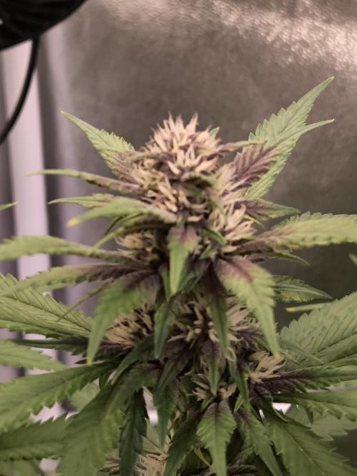 Fast Buds Banana Purple Punch RF3. Week 8