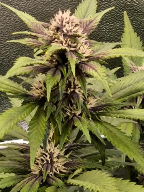 Fast Buds Banana Purple Punch RF3. Week 8