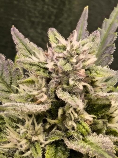 Fast Buds Banana Purple Punch RF3. Week 8