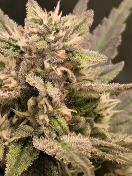 Fast Buds Banana Purple Punch RF3. Week 8