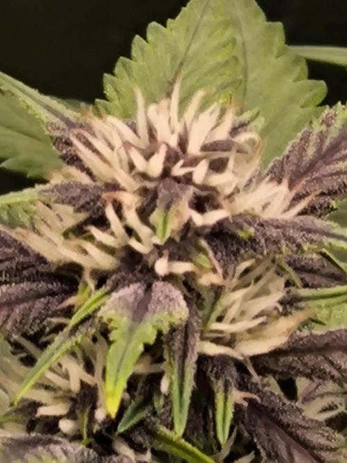 Fast Buds Banana Purple Punch RF3. Week 8